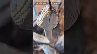 Western Diamondback Rattlesnake!