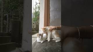 a cute baby cat funny video ???youtubeshorts