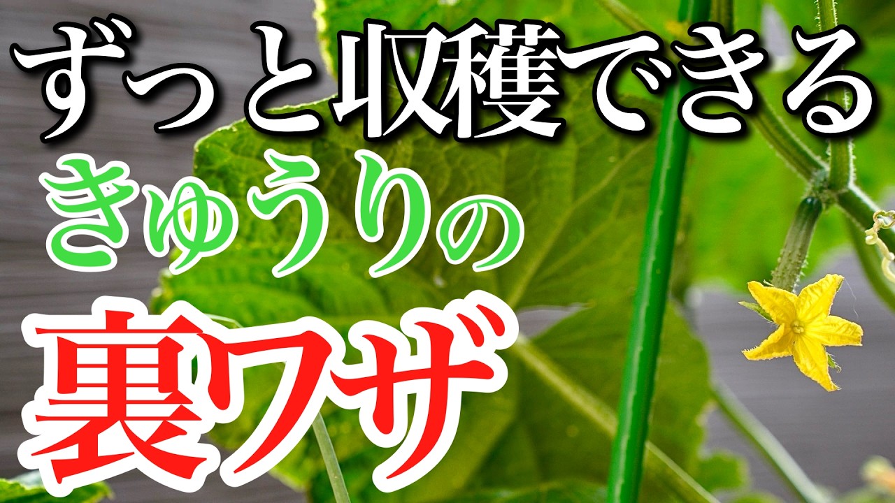 【きゅうり】なが～くたくさん収穫するための裏技を教えます