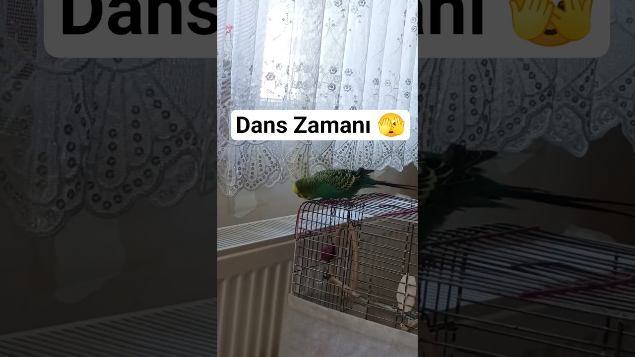 Balımdan Dans #birds #budgies #talkingparot #vogel #parrot #birdsong #birdsong #cute #parakeet