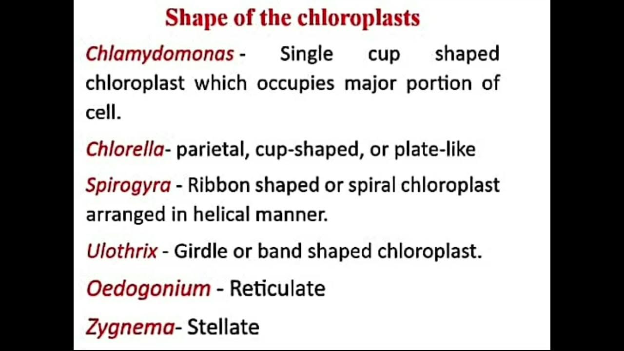 Lec 5.Tricks to remember shapes of chloroplast present in different  classes of Algae.. 