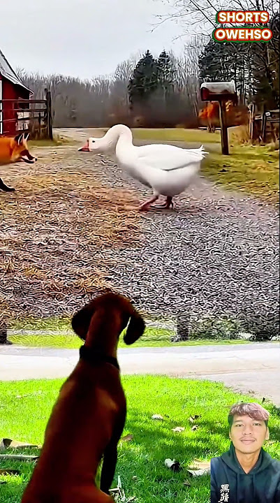 anjing menggonggong melihat rubah dan angsa bertengkar #animals #shorts