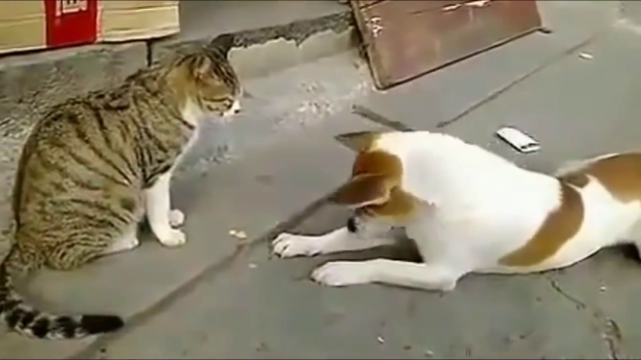 Angry Cats VS Dogs Funny Compilation 2017 