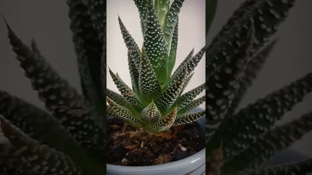 this plant looks like plastic but it's real plants cute YouTube