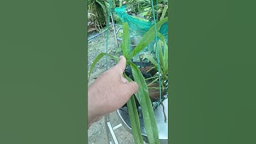 ngọc điểm rừng đầm lầy