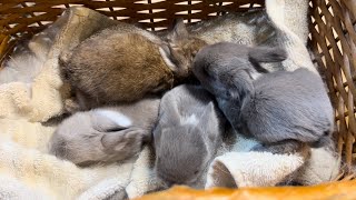 Ashlesha & Hershey Holland Lop Litter 12 Days Old