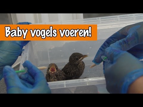 Video: Hoe Zorg Je Voor Een Verloren Babyvogel?