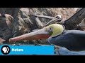 Spy Creatures' Animal Survival Strategies