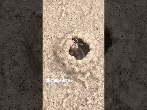 ه ذ ا خ ل ق الل ه  الشيخ المنشاوي المنشاوي منشاويات