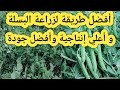 أفضل طريقة لزراعة البسلة و أعلي إنتاجية وأفضل جودة