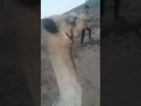 وسم قبيله الرميلات من غزة القرية ام النصر