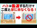 【コレが効果的】簡単にハトを撃退して、もう来させない方法