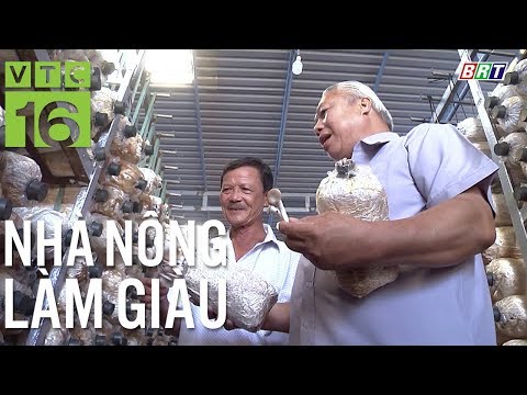Việt kiều Mỹ mang 20 tỷ về Việt Nam trồng nấm | VTC16