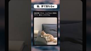猫、夢で落ちるw