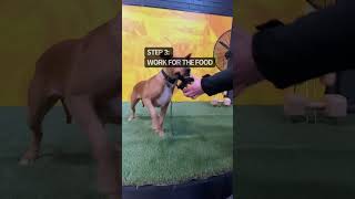 Muzzle Training: 6 easy steps ✅