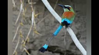 Turquoisebrowed Motmot pictures sound , call and voice @volcanoofbeauty5481