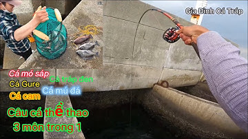 Cá Mó Sáp, cá Cam, cá Gure,cá Tráp Đen, cá Mú Đá trong chuyến đi câu cá thể thao 3 môn phối hợp GĐCT