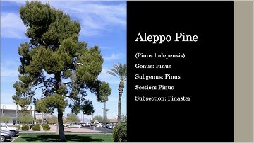 Aleppo Pine