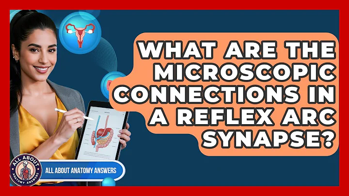 What Are The Microscopic Connections In A Reflex Arc Synapse? - All About Anatomy Answers