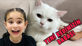 YAVRU KEDİ SAHİPLENİYORUZ !! ALACAĞIMIZ KEDİNİN BABASI İLE TANIŞTIK !!