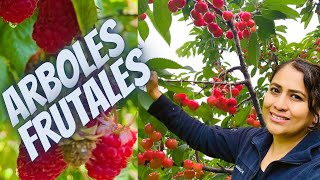 Tour de Árboles Frutales,/ los que más me darán fruta y los que no mucho,