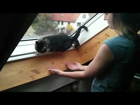 Katze lässt sich fallen VERTRAUEN - YouTube