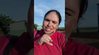 Sabe quanto trabalho tem por trás de cada mamão que você come? #agricultura #fazenda