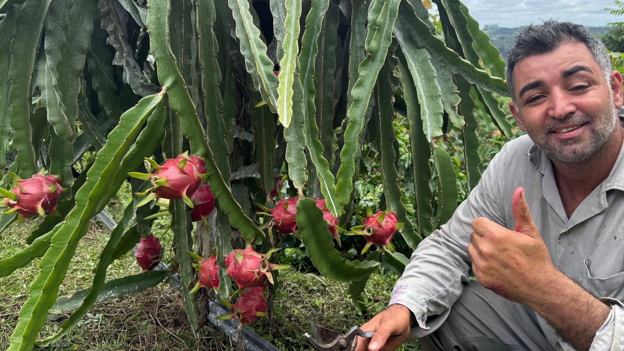 Pitaya Vietnamese WHITE!