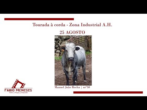 4ºTouro com nº50 na ZONA INDUSTRIAL-ANGRA Ganadaria MJR - 25AGO2019 Terceira Island Bullfight