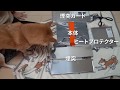 柴犬とキャンプギアレビュー【SHO'S折りたたみ式薪ストーブ 焚き火の箱mini neo】