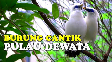 TERNAK BURUNG JALAK BALI DI KANDANG AVIARY | BURUNG ENDEMIK PULAU DEWATA CURIK BALI | DFASYA AVIARY