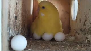 omg ! 😱 the last egg fell from the nest 😱 watch until the end