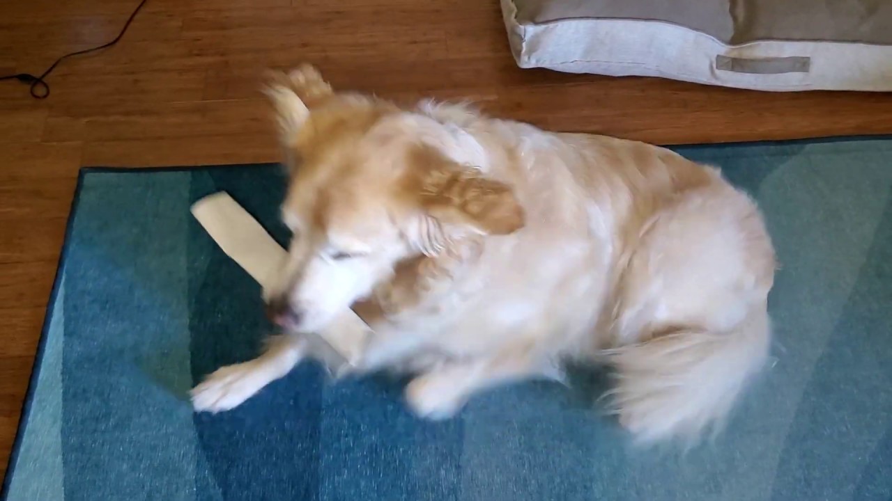 Happy Dog Destroying Cardboard Paper Towel Roll Tube English Cream