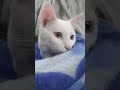 new #😺😺short## new# funny #cat# short #