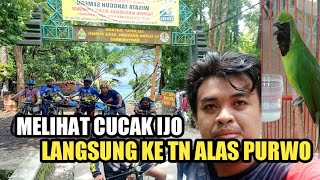 Melihat cucak ijo langsung ke TN alas Purwo