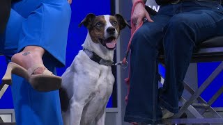 Tailwagger! Maya is a sweet dog looking for a loving home