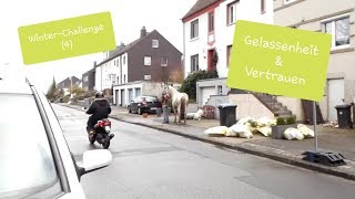 Winter-Challenge für Dich & Dein Pferd (4) Gelassenheitstraining “Downtown“