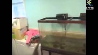 Самые смешные кошки Забавные кошки Видео про кошек 2 Самые смешные кошки Забавные кошки Видео про кошек 2