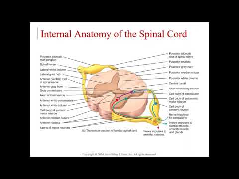 Chapter 13 - Spinal Cord and Spinal Nerves - YouTube