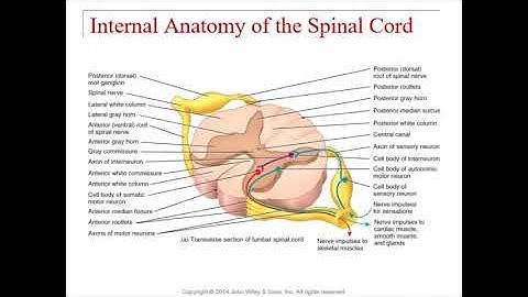 Chapter 13 -  Spinal Cord and Spinal Nerves