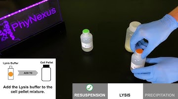 How to do Automated Plasmid Purification with AutoPlasmid MMG Sample Prep Kit