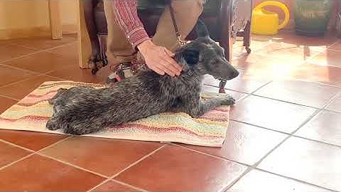 How to Train Your Dog to Do Nothing