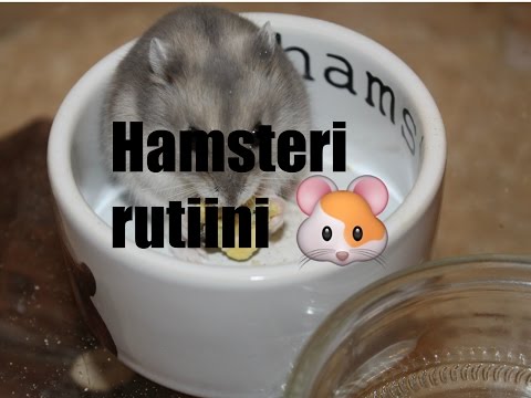 Video: Hamsterin Luontotyypit: Missä Hamsterit Elävät