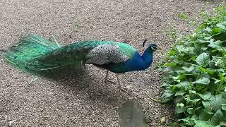 Percy Peacock having a quick snack