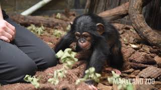 Maisie Message: Chimpanzees do not make good pets