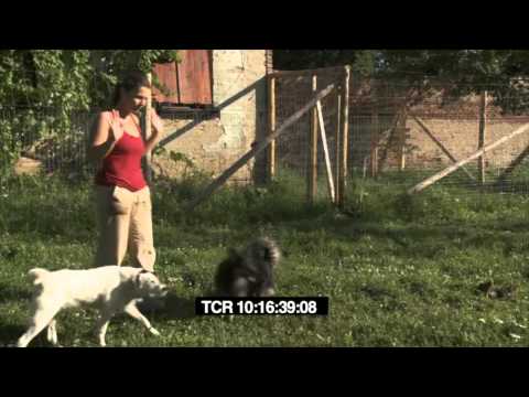 Trailer-Vorschau zu Mit Wölfen unter einer Decke