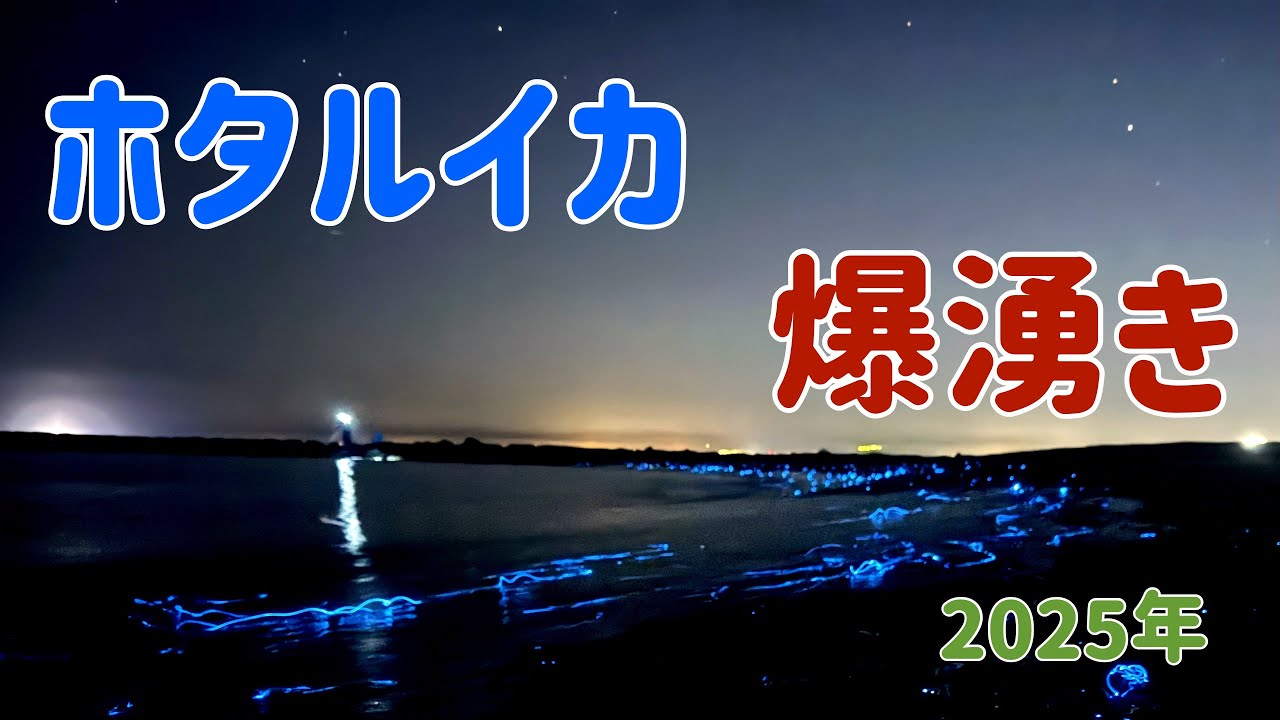 ホタルイカ 爆 湧き