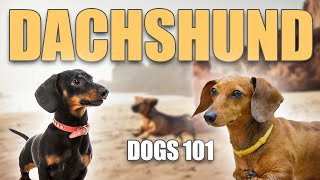 Discover DACHSHUND 101 🐶 Charming World of this Breed by Animals101 4,193 views 1 year ago 2 minutes, 37 seconds