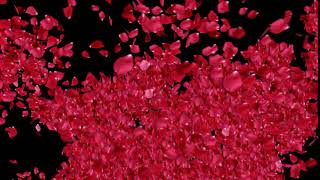 rose petals flying