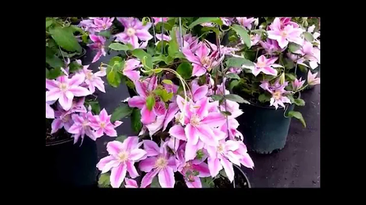 Best Flowering Vines - Clematis Doctor Ruppel